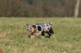 BERGER AUSTRALIEN PUPPIES 720